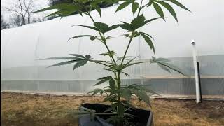 Let's Plant a Organic Garden