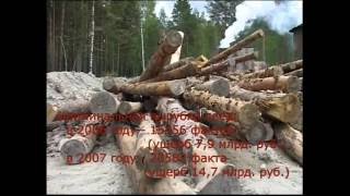 Кто защитит русский лес