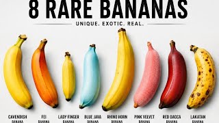 Every banana Explained