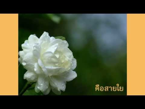 คือสายใย