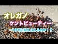 【−10℃の冬越し】オレガノケントビューティーは生き返るのか！？