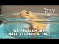 Unclogging Femoral Pores | LEOPARD GECKO