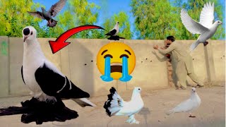 OMG😱 Fancy pigeon urh gya😭😭 || kabutar ny Dhoka dy dia mjy😭🥲 || pigeons