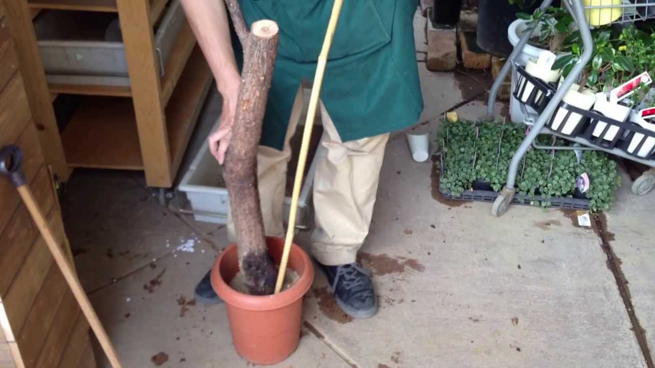 カシワバゴムの木 取り木後の植え込み Youtube