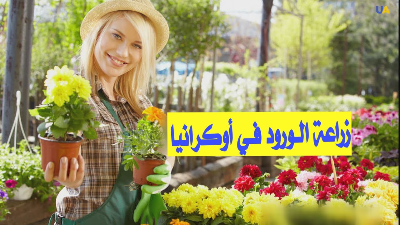 زراعة الورود في أوكرانيا..  تجارة رائجة  وتقنيات زراعية حديثة