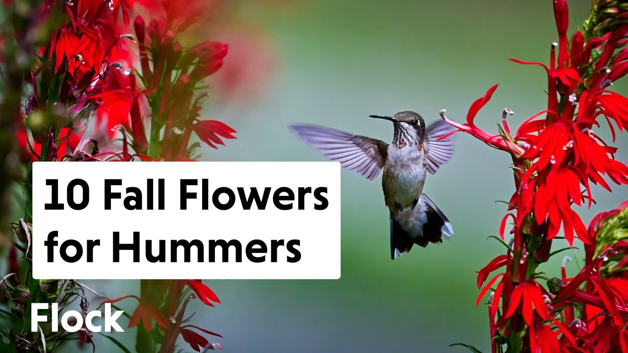 10 FALL PERENNIALS for HUMMINGBIRDS — Ep. 275
