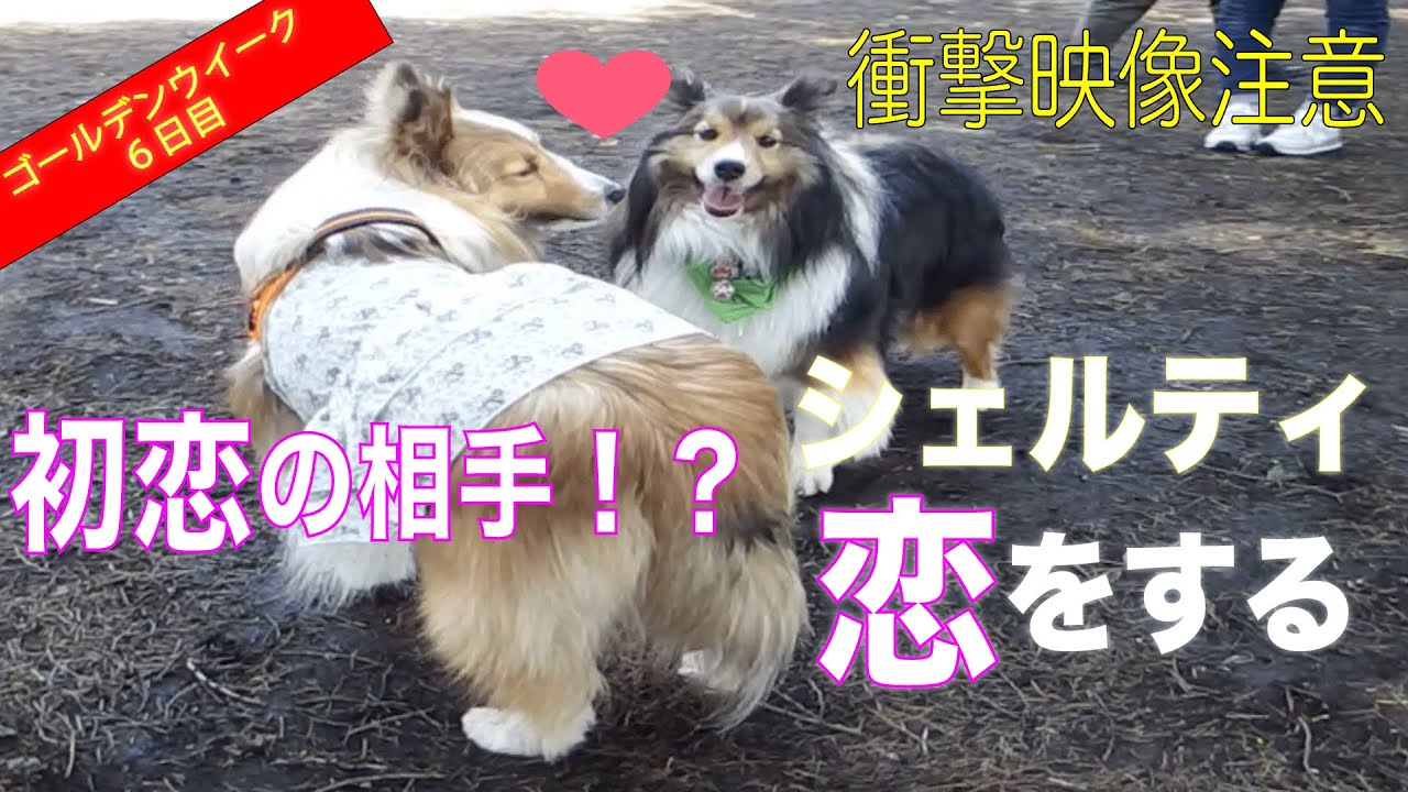 うちのシェルティーが恋しました。シェルティの聖地！昭和記念公園の