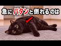 猫が急にパタンと倒れるのはなぜ？猫のことをもっと好きになるかわいい雑学10選を獣医師が解説します