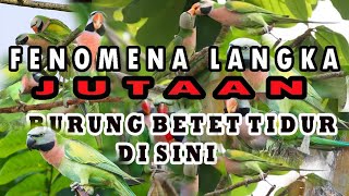 MelacakMuraiBatujumpaiBurung BetetJutaanEkor....