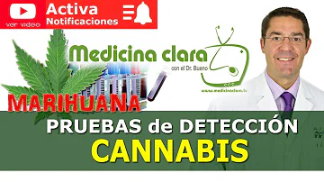 ¿Cuánto dura el CBD en la sangre y orina?