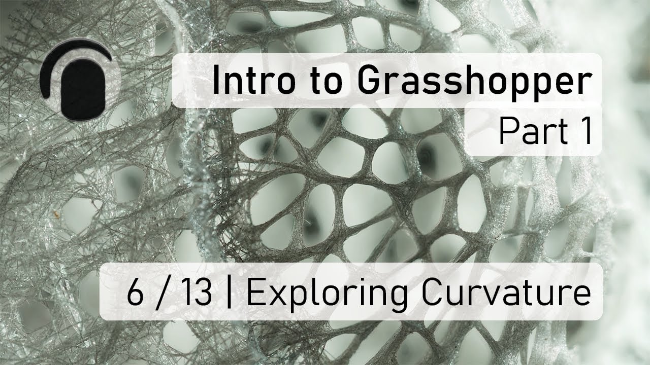 6 of 13 Intro to (Venus' Flower Basket) Exploring