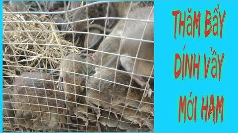 Tập 34 | Bẫy Chuột | Thăm Bẫy Chuột Dính Vầy Mới Ham #bẫychuột #gianghuỳnhtv