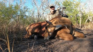 Bow Hunting for Nilgai in South Texas by Archery Nut 3,096 views 1 year ago 21 minutes