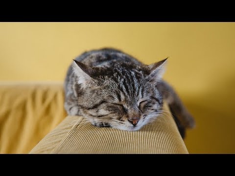 How to Care for a Munchkin Cat - Socializing Your Cat