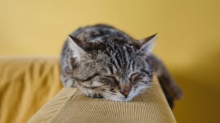 How to Care for a Munchkin Cat - Socializing Your Cat