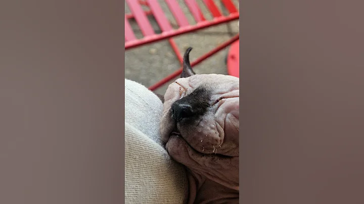 Watch the video about #sphynx #kittens #cat #litter #2025 #new #florida available #home #yours