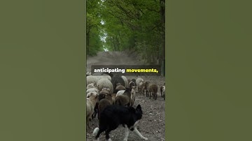 Border Collie’s AMAZING Herding Skills in Action! 🐕🐑 #Shorts