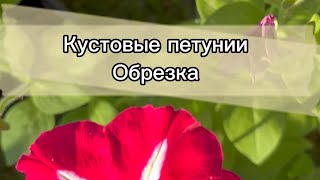 КУСТОВЫЕ ПЕТУНИИ. Обрезка. Грунт. Сорт Беатриче и Снежный шар