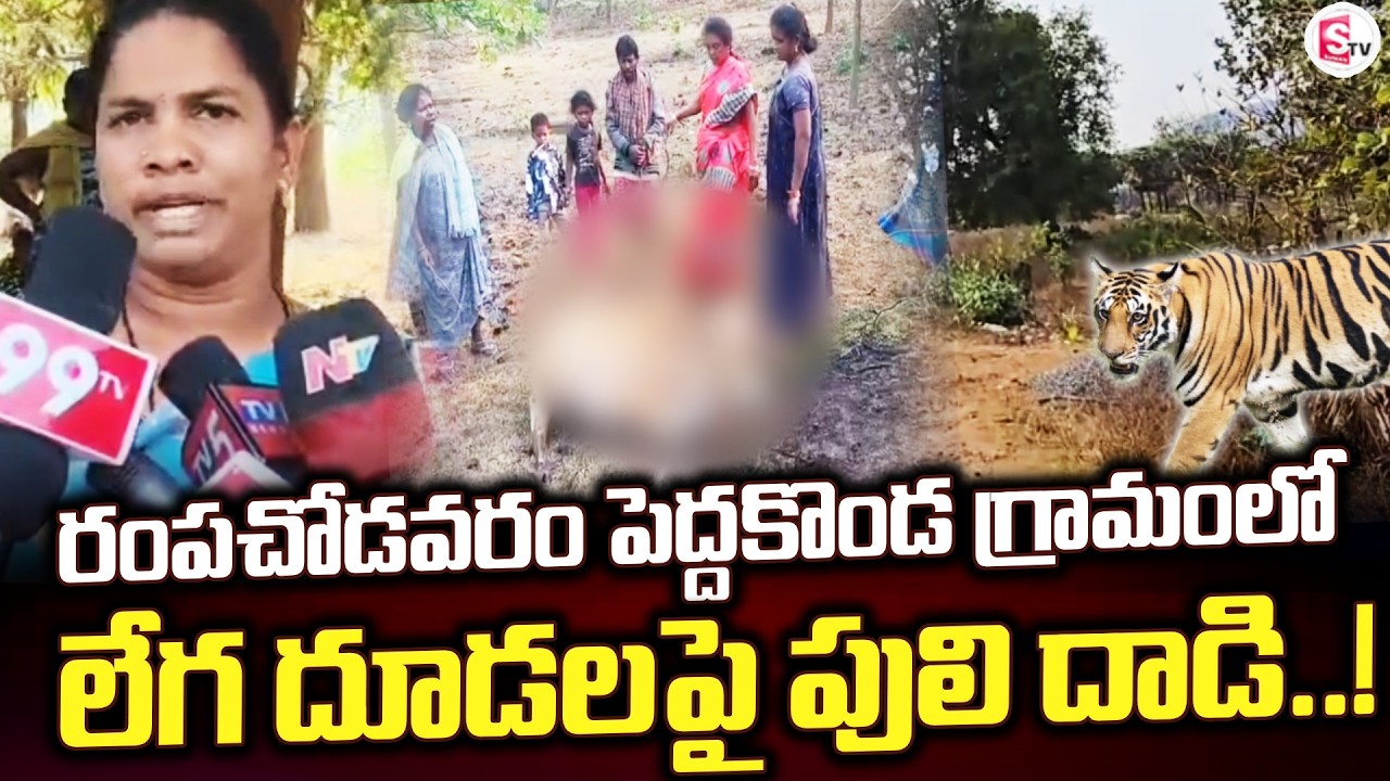 Rampachodavaram Peddakonda village in | Tiger Att*ack | Rampachodavaram | Latest |@SumanTVrampach...