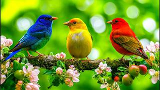 🎹 Relaxing Piano & Birdsongs 🌿 Peaceful Woodland Melodies for Calm, Focus & Serenity
