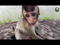 What This Little Baby Monkey Reacts When His Mother Stopped Breast-feeding?