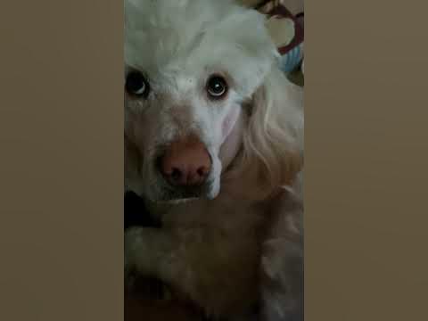 самая хитрая собака в мире 🤗 #tara - YouTube