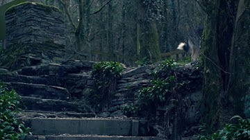 Wolf in the night GX80/85 Cinelike D - Graded