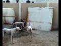 Original sloughi  Arabic white  dogs の動画、YouTube動画。