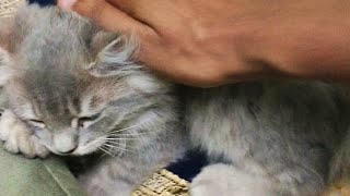 Cute Persian Cat Chhoti Cute And Funny Reactions #cutepersiancat  #funny #catslover @thecapturer5429 by thecapturer 39 views 1 year ago 2 minutes, 15 seconds