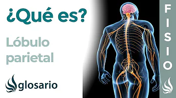 ¿Cómo afecta un ictus al lóbulo parietal?