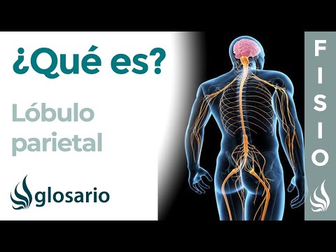 Vídeo: On és la regió temporoparietal del cervell?