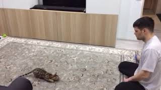 Пятнистая кошка и ее прекрасное сальто Пятнистая кошка и ее прекрасное сальто