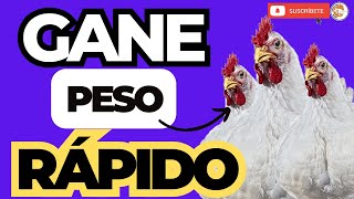 😁 Que se Necesita para GANAR PESO RAPIDO en los Pollos De Engorde 😱 by Animal Production Consultoría y Comercialización 2,164 views 2 months ago 8 minutes, 1 second