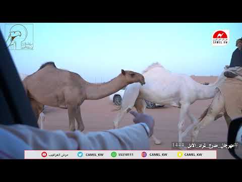 يوميات مستثمر المستثمر ابراهيم الرويس مهرجان مدرج لمزاد الابل 1444