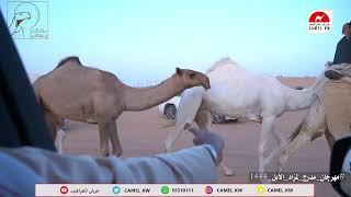 يوميات مستثمر |  المستثمر   ابراهيم الرويس#مهرجان مدرج لمزاد الابل 1444 screenshot 1
