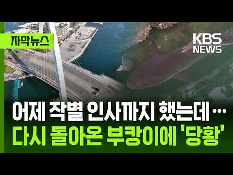 [Subtitled News] We said our goodbyes yesterday (the 21st)... Bewilderment as Buk-i returns / KBS...