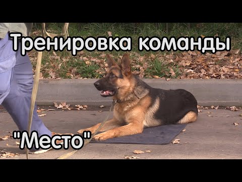 Овчарка Коби, команда место, как тренировать