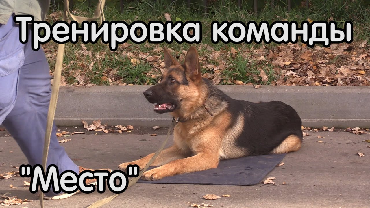 Полное руководство: методы дрессировки собак для хорошего поведения питомца