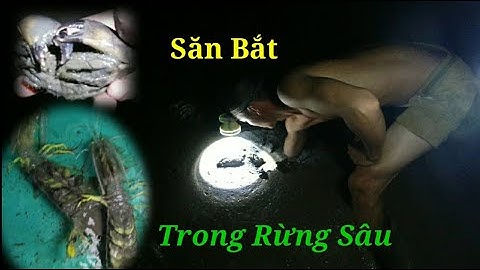 Sống Trên Sông Phần 2 l Câu Cá, Soi Đêm, Bắt Tôm Tích Trong Rừng Sâu l Nghiệp Vũng Tàu Vlog #84
