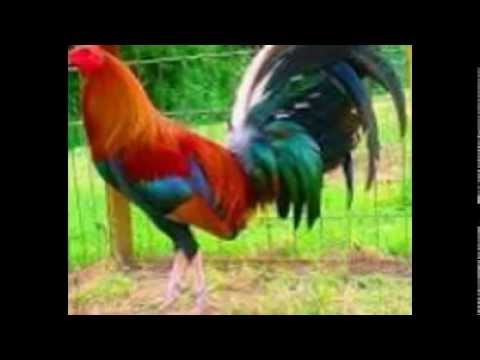 los gallos mas bonitos del mundo - YouTube