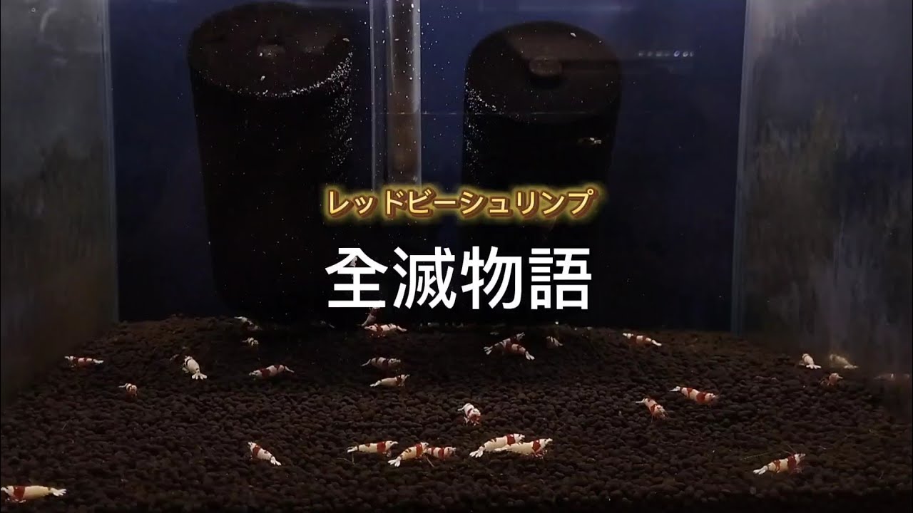 レッドビーシュリンプ物語「全滅」