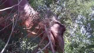 Free Stock Footage T Rex Low Angle