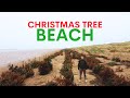 Dead christmas trees are planted on this beach  heres why