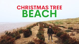 Dead christmas trees are planted on this beach  here's why