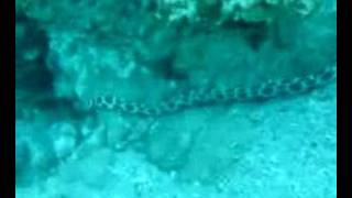 Free Swimming Spotted Snake Eel - Red Sea, Dahab, Egypt