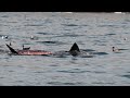 Great White Shark Predation (attack) and feeding on Elephant Seal at the Farallon Islands