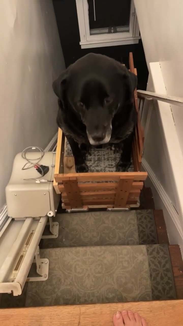 Old Dog Uses Custom Stair Lift || ViralHog