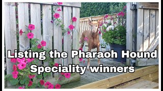 Pharaoh Hound Best of Breed Speciality winners of the 80s | Skokloster