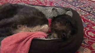 Skippy the adventure dog in her basket dreaming.  Bedlington terrier cross dog show loving a snooze