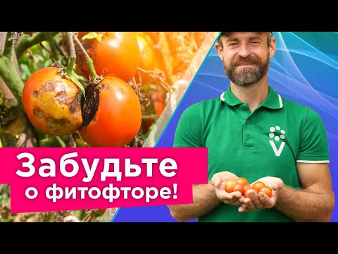 КАК Я СПАС ТОМАТЫ ОТ ФИТОФТОРЫ без чудо-средств, а доступными способами